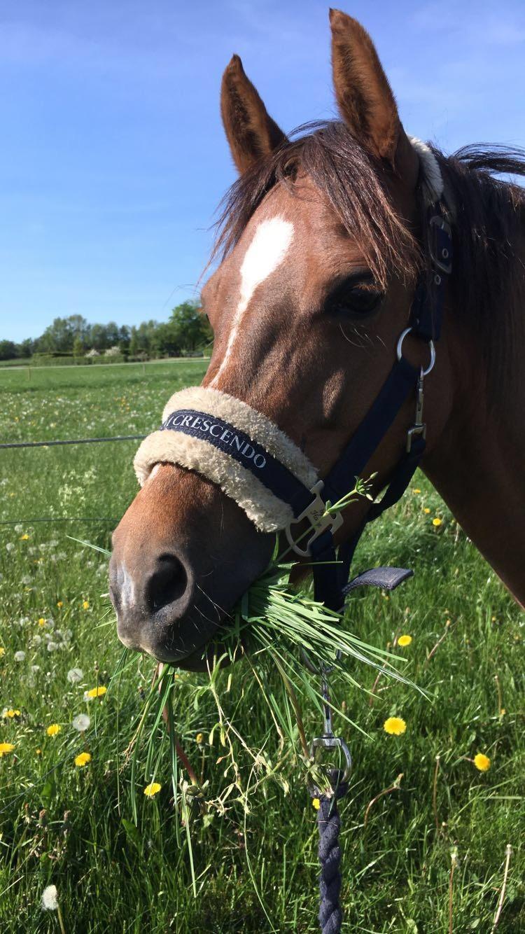 Welsh Pony (sec B) Bjerregårds zenta - Mmm... græs er godt!😍 billede 2