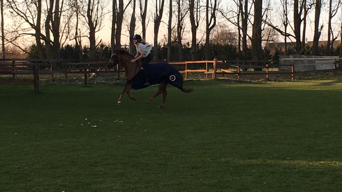 Welsh Pony (sec B) Bjerregårds zenta - Galop uden sadel😂 billede 4
