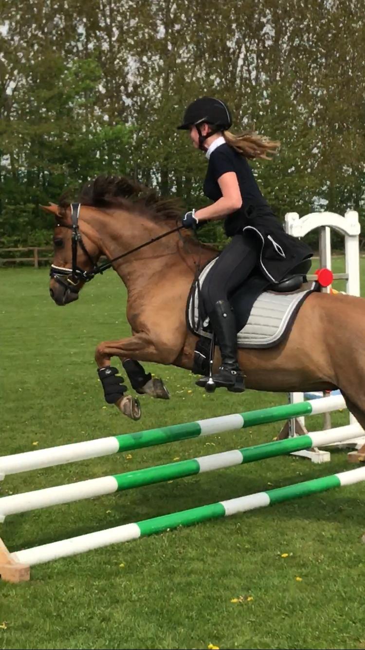 Welsh Pony (sec B) Bjerregårds zenta - Vilddyret til spring❤️ billede 5
