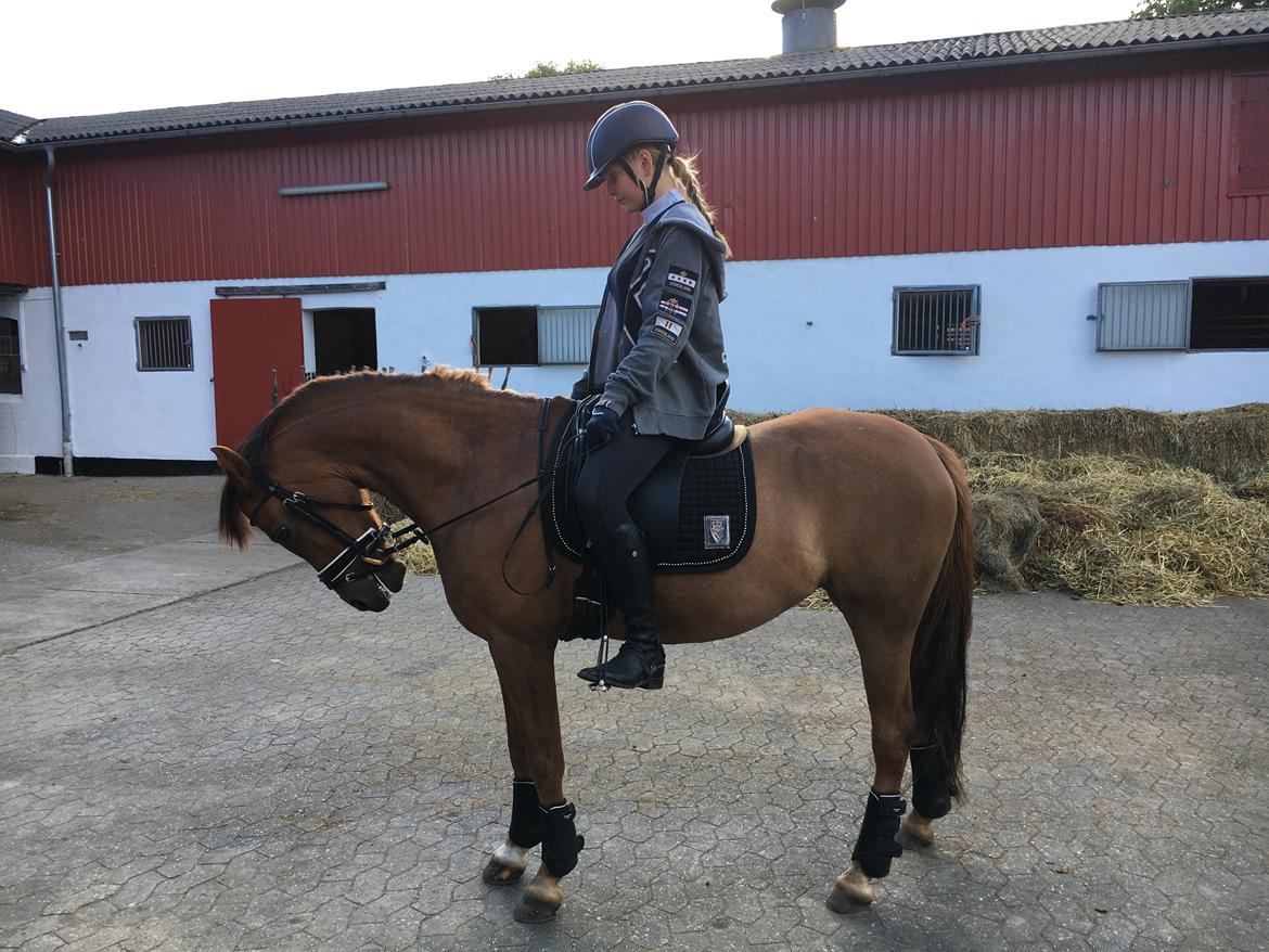 Welsh Pony (sec B) Bjerregårds zenta - Smukke pony efter træning ;) billede 6