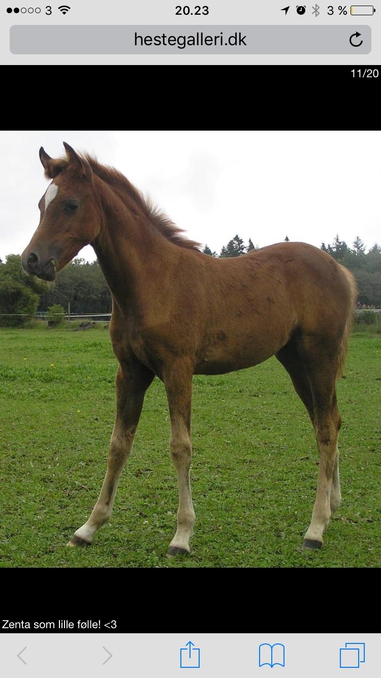 Welsh Pony (sec B) Bjerregårds zenta - Pony som et sød følle😍😍 billede 7