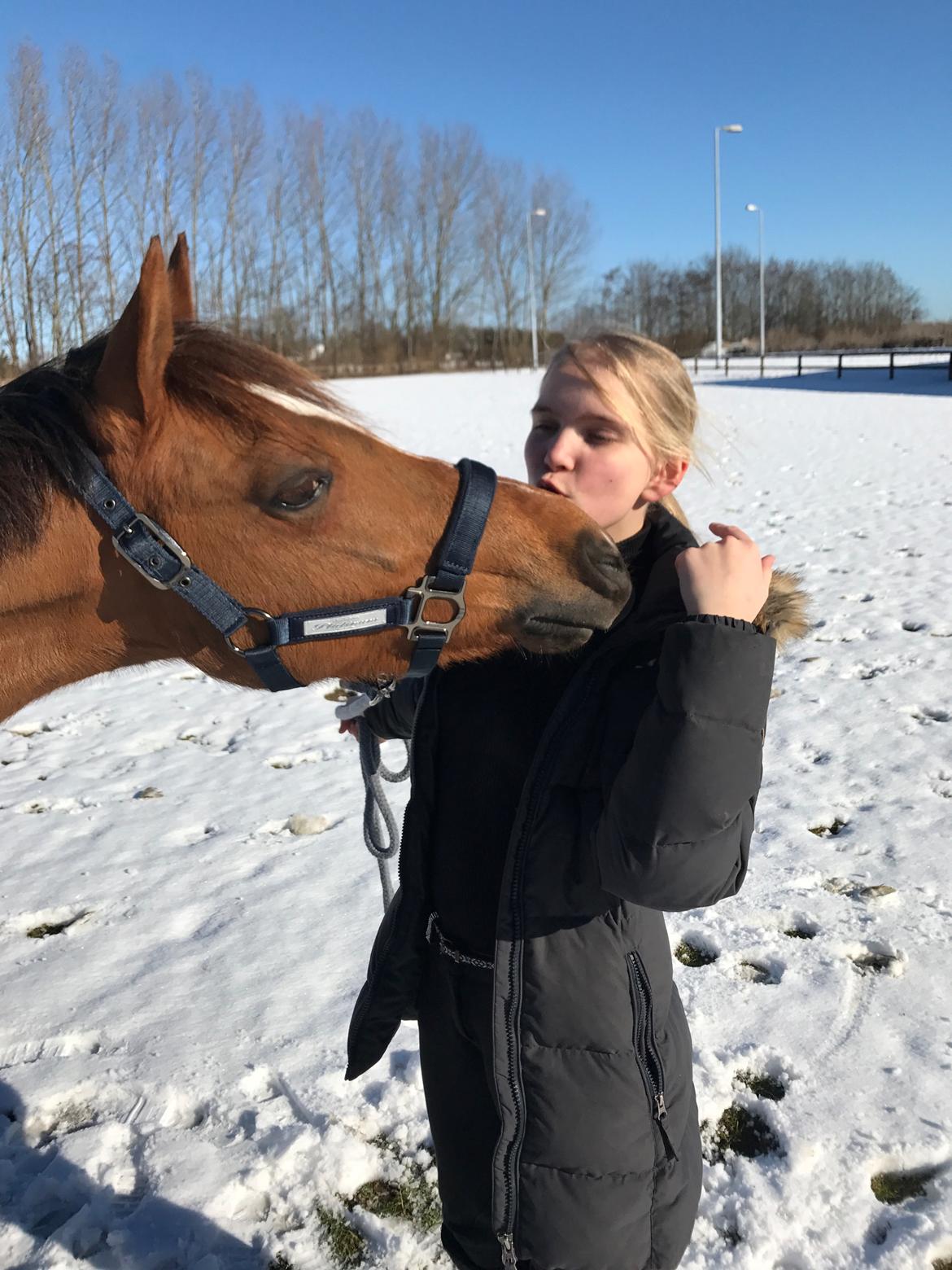 Welsh Pony (sec B) Bjerregårds zenta - Kyssetræning!😍💋 billede 8