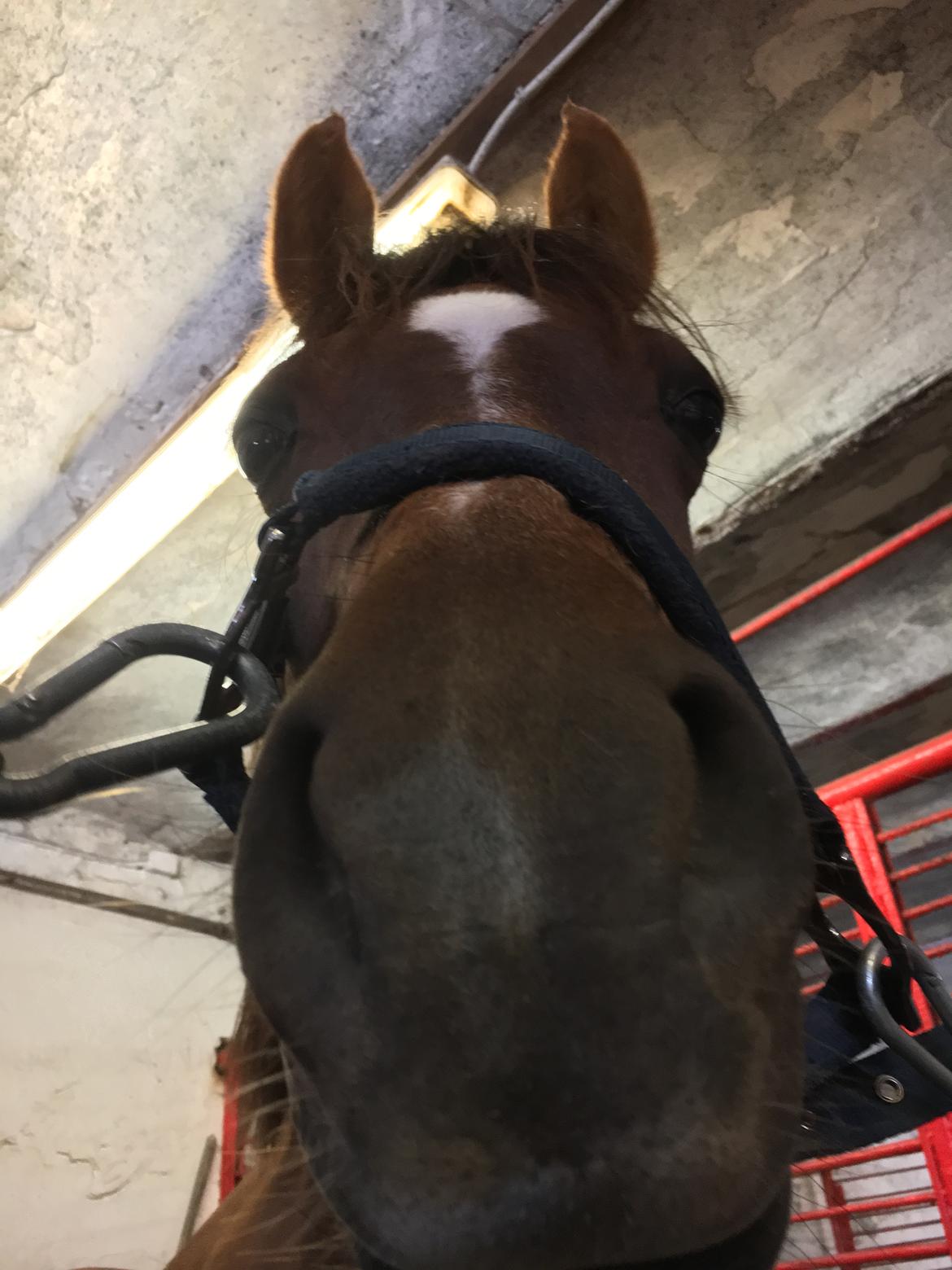 Welsh Pony (sec B) Bjerregårds zenta - Mule-møzzer🐴❤️ billede 9