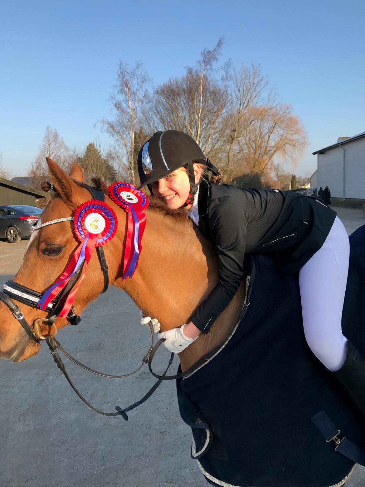 Welsh Pony (sec B) Bjerregårds zenta - Mit første stævne på drømmeponyen🐴❤️ billede 3