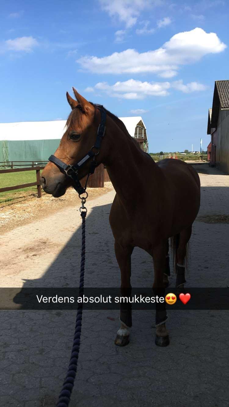 Welsh Pony (sec B) Bjerregårds zenta - Skønhed.com💋 billede 13