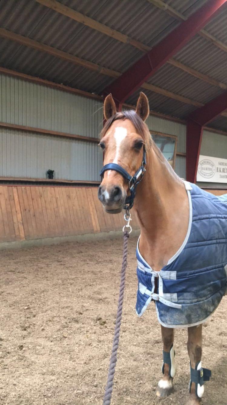 Welsh Pony (sec B) Bjerregårds zenta - Efter springtræning😘 billede 10