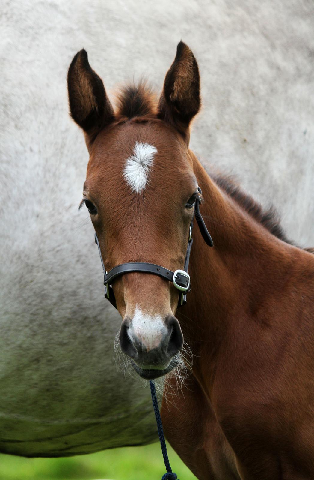 Dansk Varmblod Rosengårdens Prima Donna billede 24