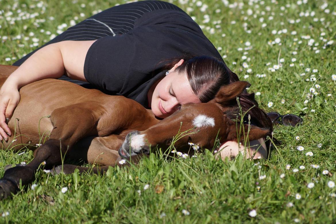Dansk Varmblod Rosengårdens Prima Donna billede 23