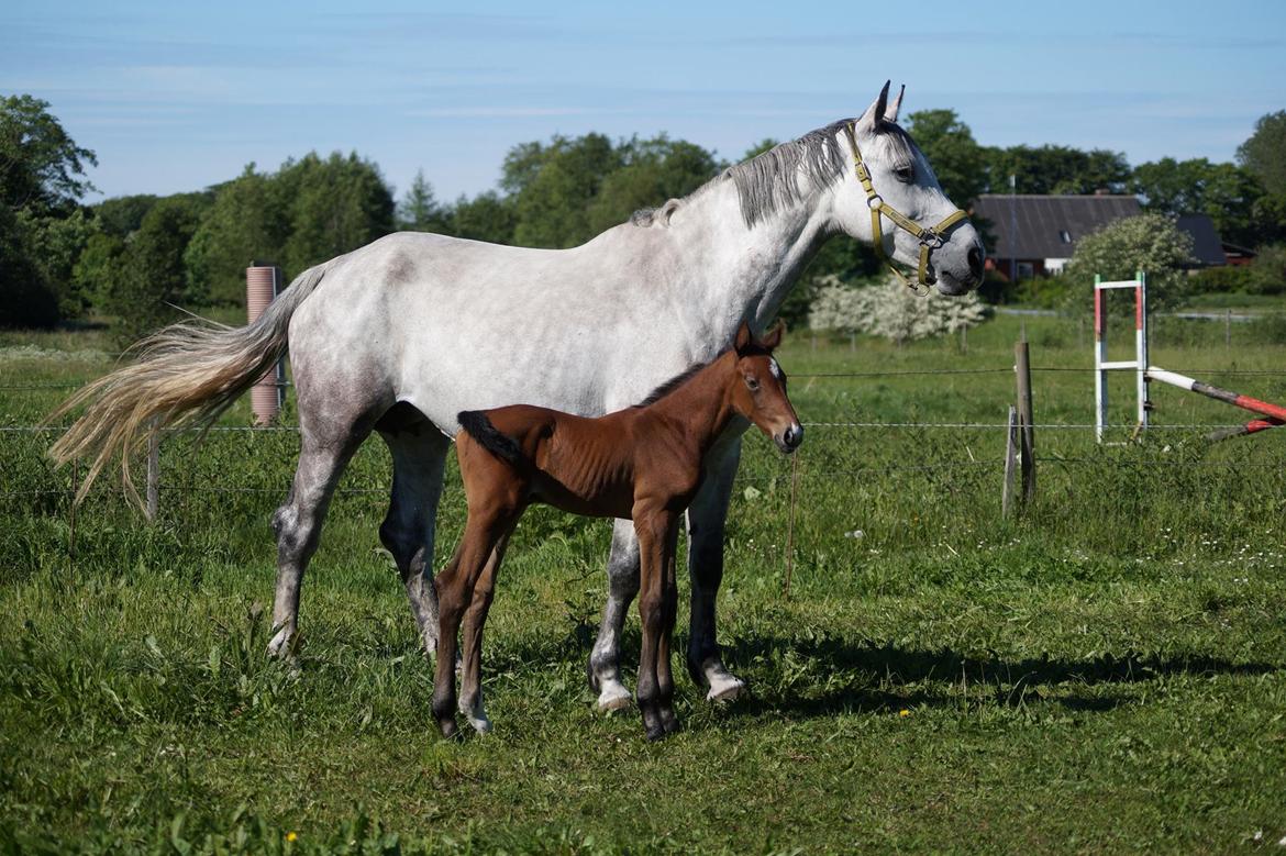 Dansk Varmblod Rosengårdens Prima Donna billede 35