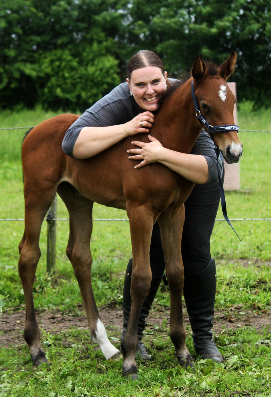 Dansk Varmblod Rosengårdens Prima Donna billede 26
