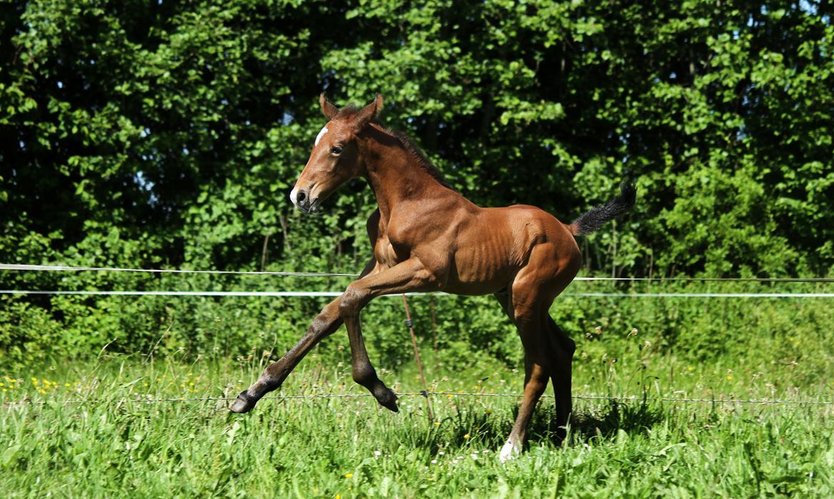 Dansk Varmblod Rosengårdens Prima Donna billede 27