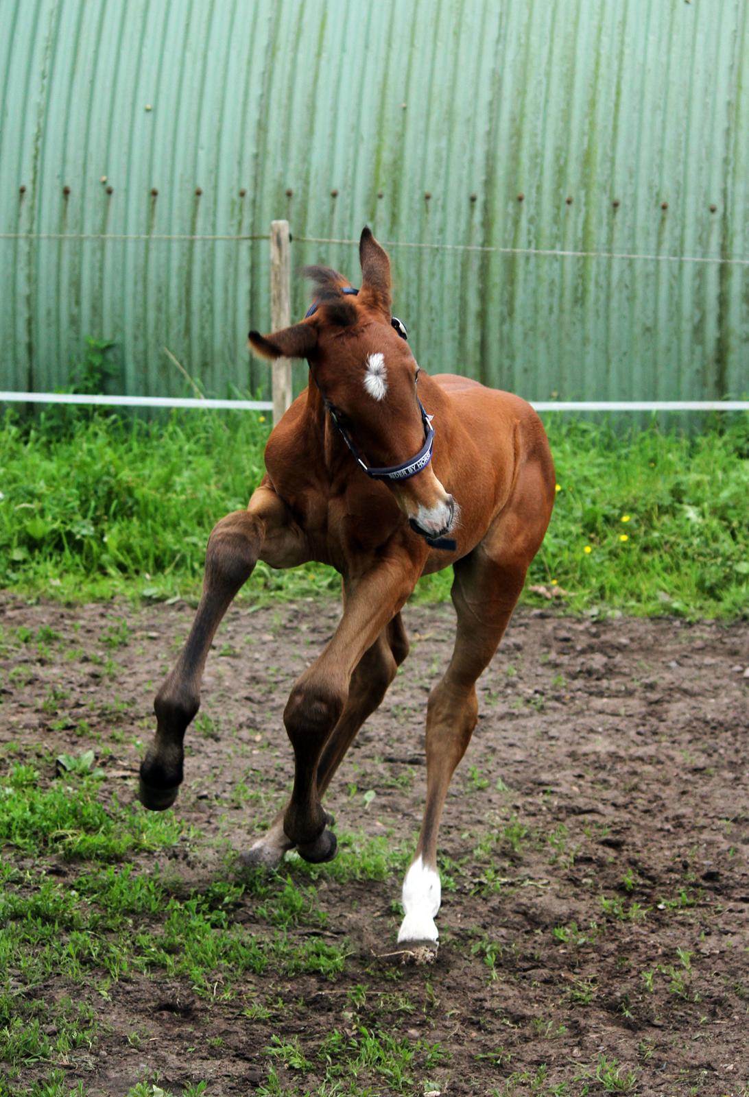Dansk Varmblod Rosengårdens Prima Donna billede 36