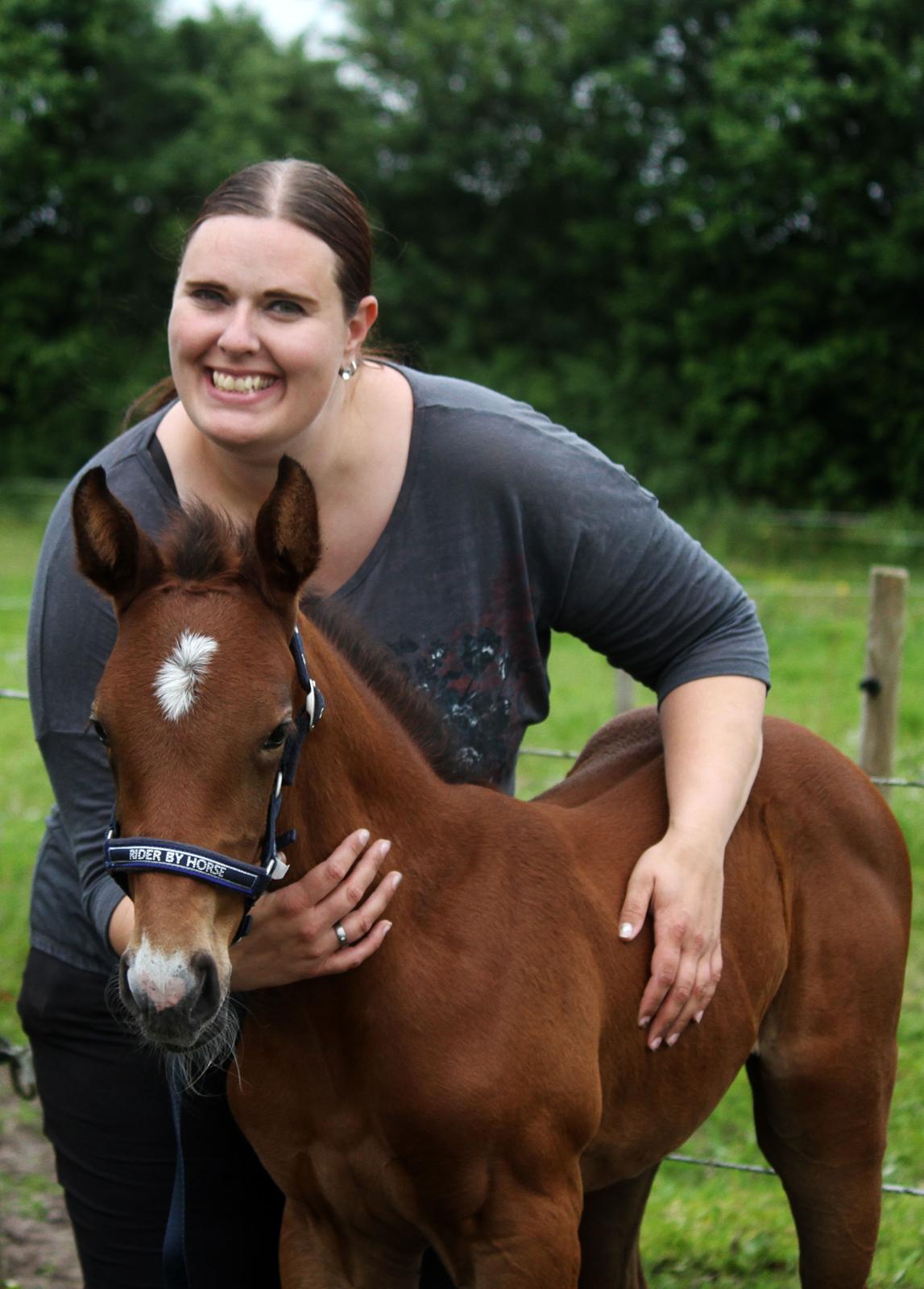 Dansk Varmblod Rosengårdens Prima Donna billede 33
