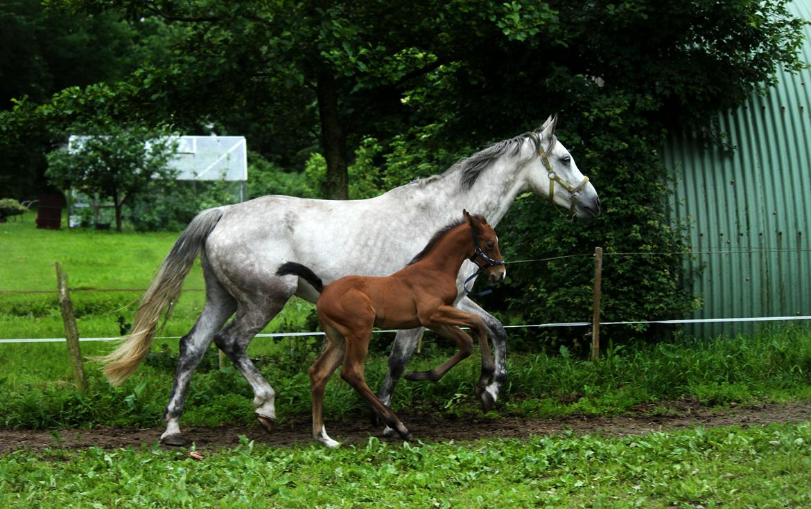 Dansk Varmblod Rosengårdens Prima Donna billede 25