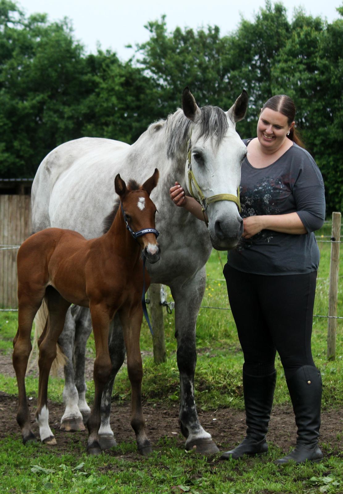 Dansk Varmblod Rosengårdens Prima Donna billede 31