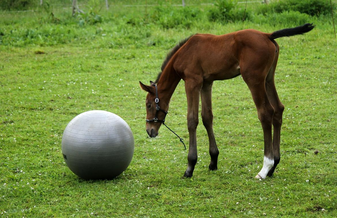 Dansk Varmblod Rosengårdens Prima Donna billede 32
