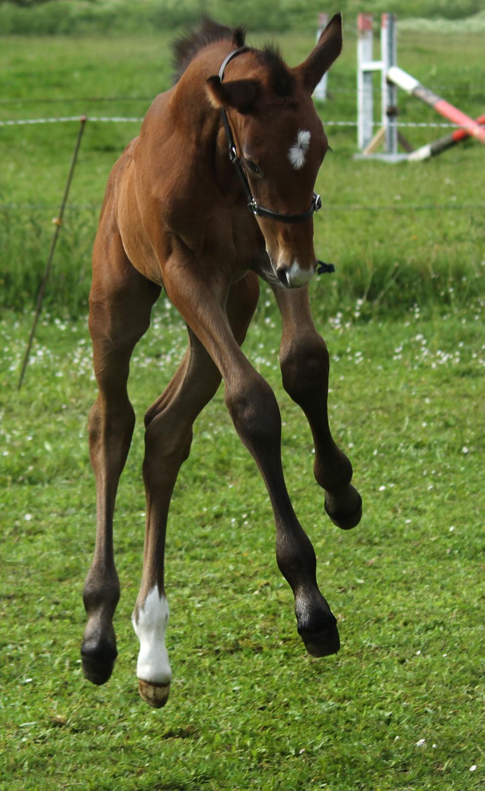 Dansk Varmblod Rosengårdens Prima Donna billede 29