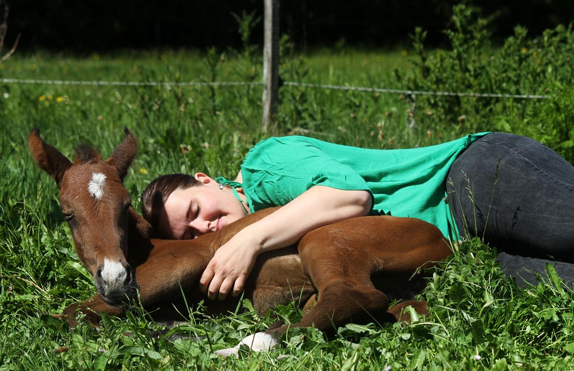 Dansk Varmblod Rosengårdens Prima Donna billede 37