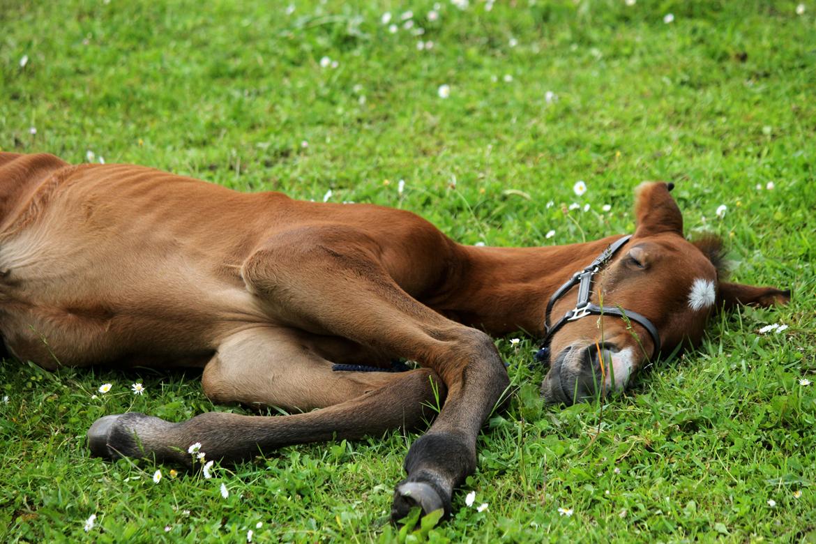 Dansk Varmblod Rosengårdens Prima Donna billede 30