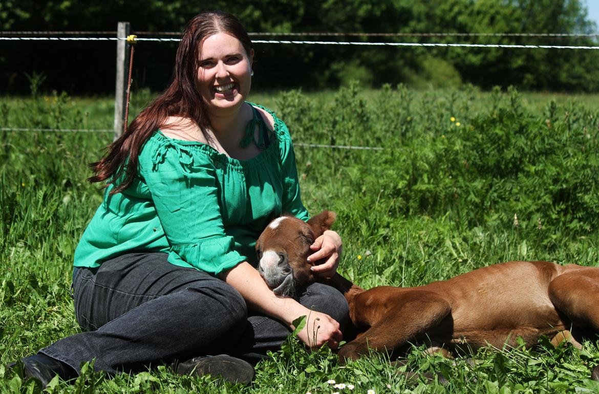 Dansk Varmblod Rosengårdens Prima Donna billede 28