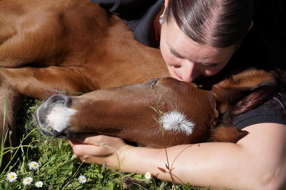 Dansk Varmblod Rosengårdens Prima Donna billede 34