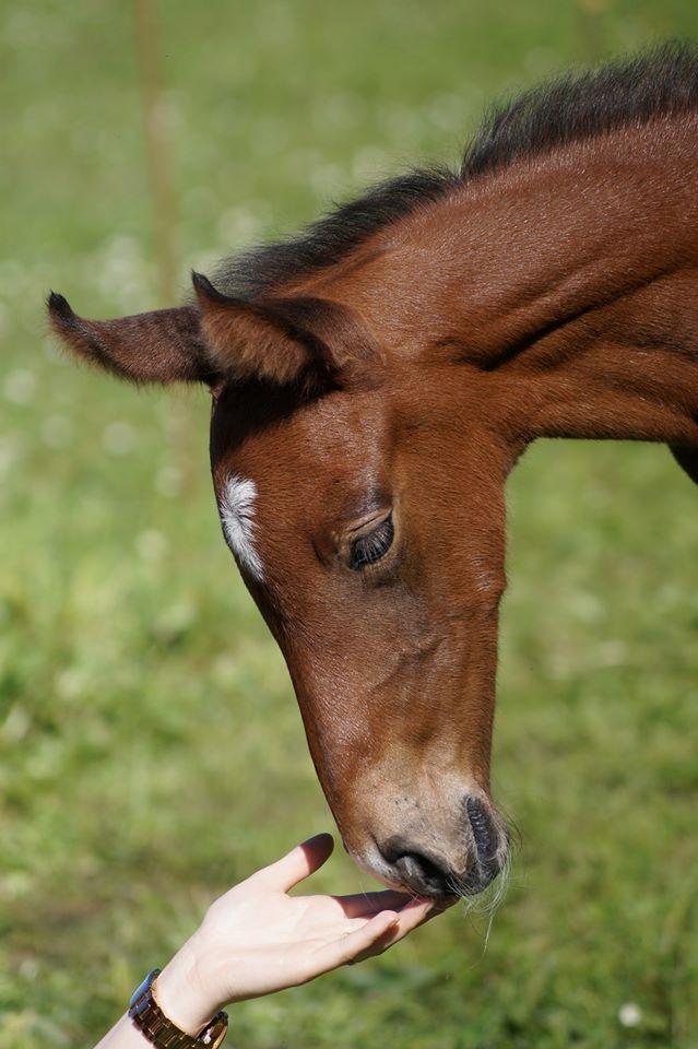 Dansk Varmblod Rosengårdens Prima Donna billede 38