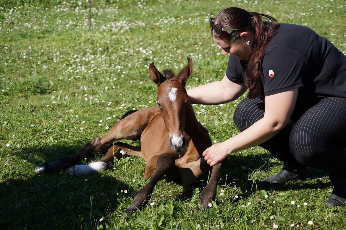 Dansk Varmblod Rosengårdens Prima Donna billede 41