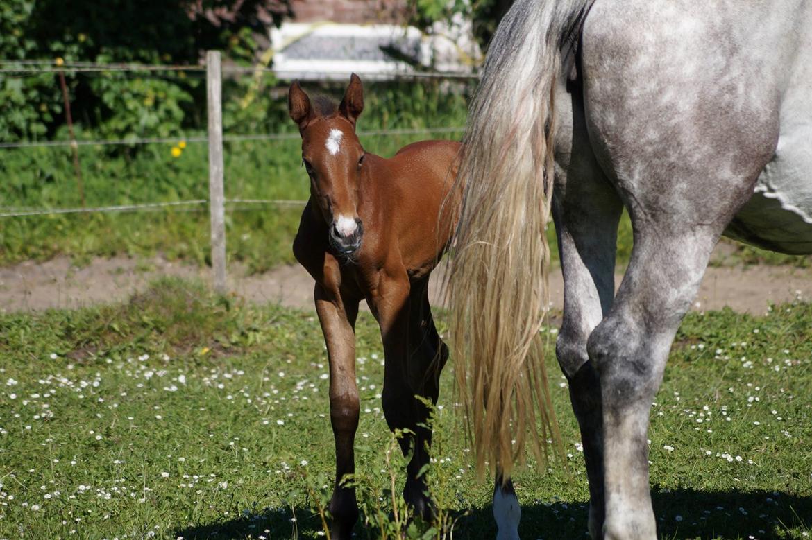 Dansk Varmblod Rosengårdens Prima Donna billede 39