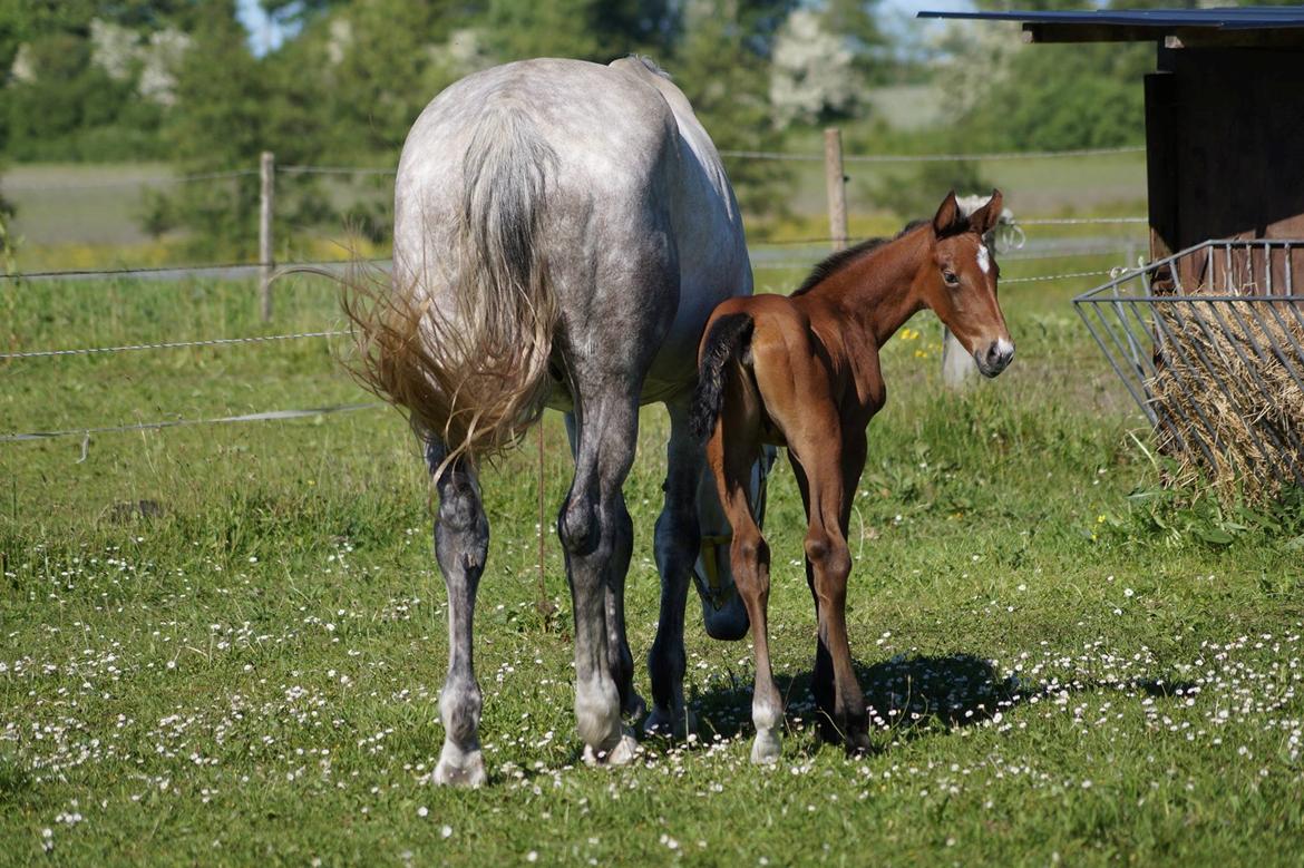 Dansk Varmblod Rosengårdens Prima Donna billede 42