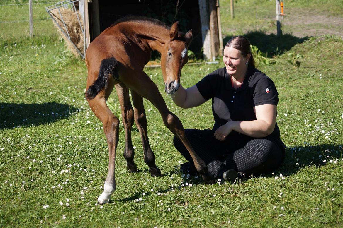 Dansk Varmblod Rosengårdens Prima Donna billede 40