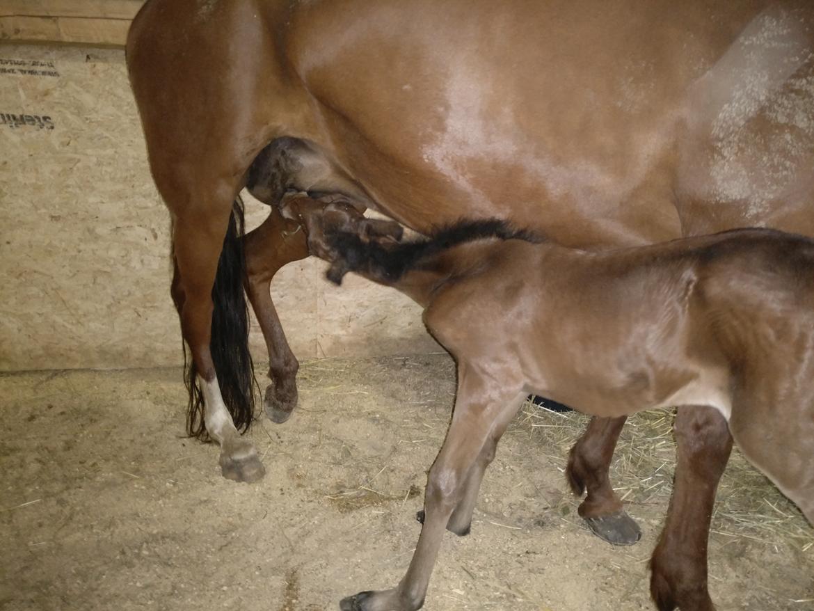 Paso-Peruanos Kinggardens Florita R.I.P. billede 11