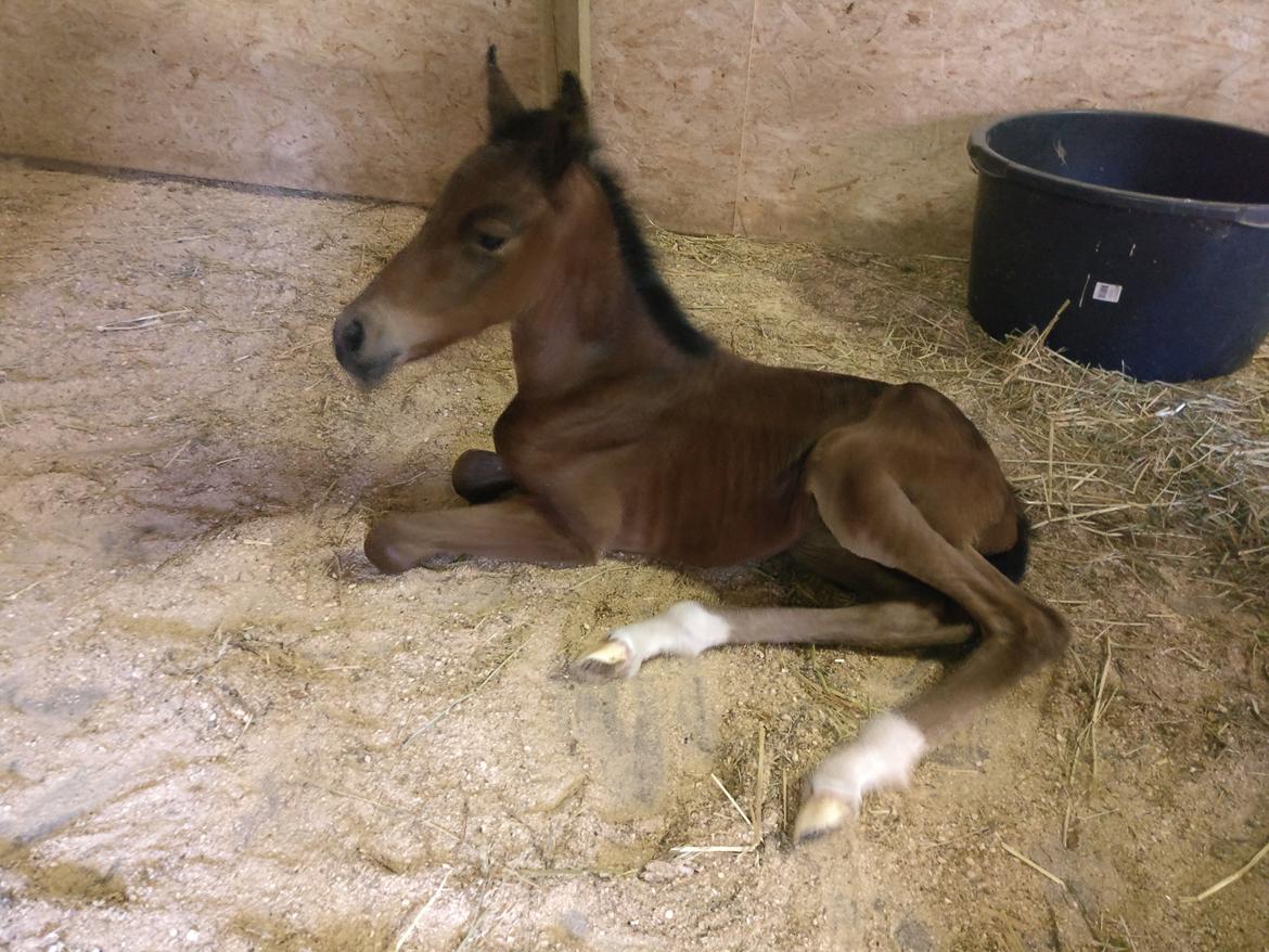 Paso-Peruanos Kinggardens Florita R.I.P. billede 12