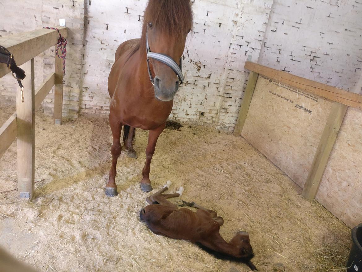 Paso-Peruanos Kinggardens Florita R.I.P. billede 13