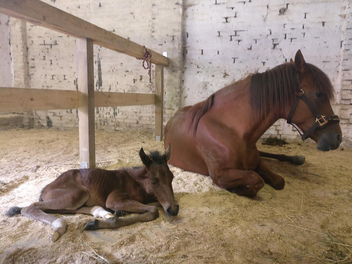 Paso-Peruanos Kinggardens Florita R.I.P. billede 15