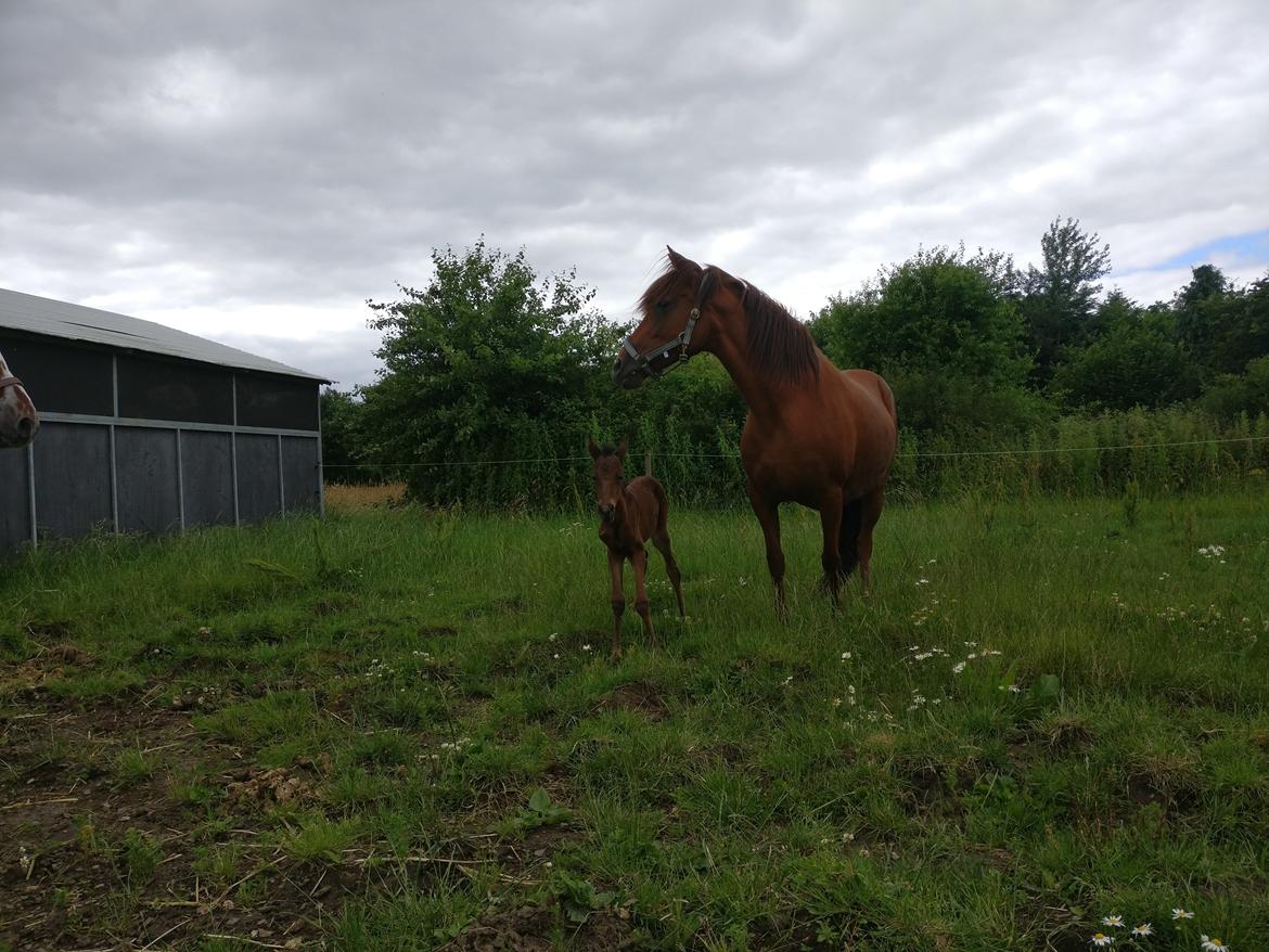 Paso-Peruanos Kinggardens Florita R.I.P. billede 14