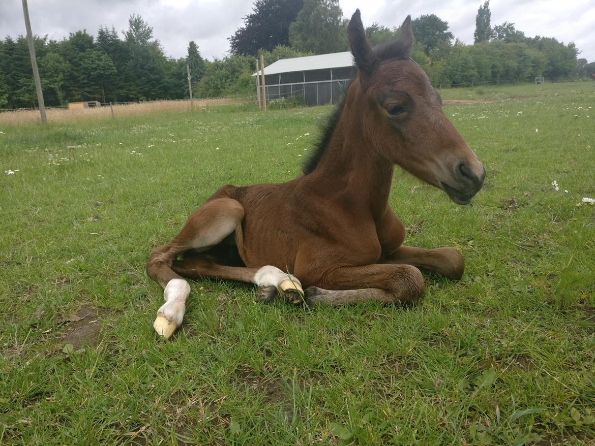 Paso-Peruanos Kinggardens Florita R.I.P. billede 9