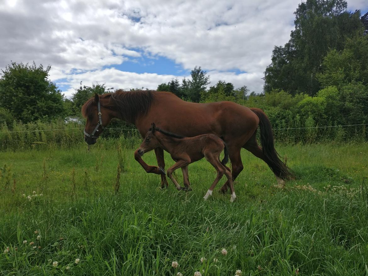 Paso-Peruanos Kinggardens Florita R.I.P. billede 16