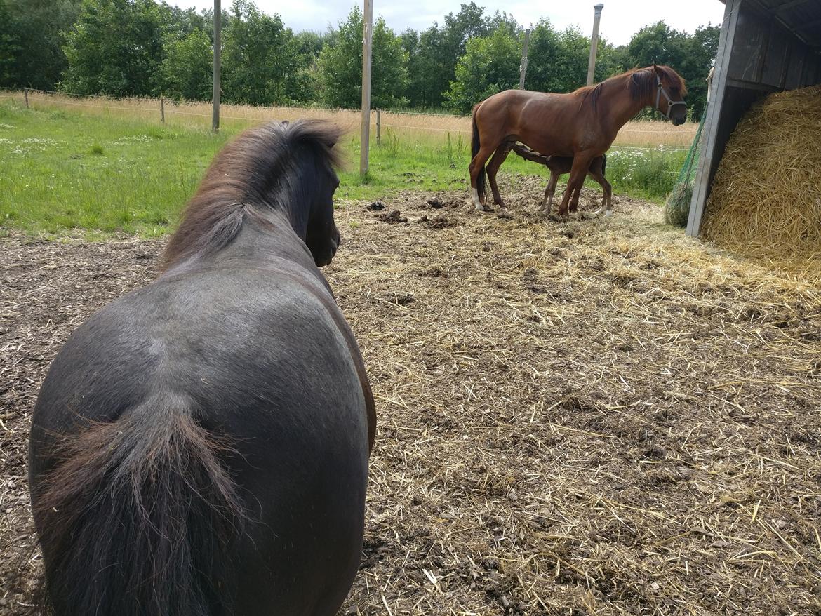 Paso-Peruanos Kinggardens Florita R.I.P. billede 17
