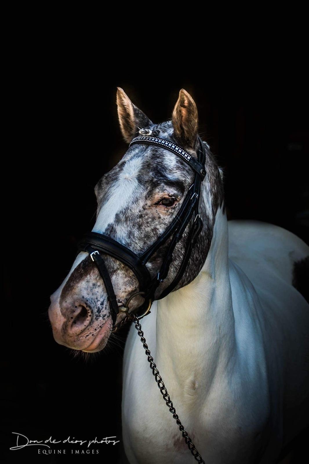 Anden særlig race Clements MilkyWay - Lowkey billede af Milky billede 1