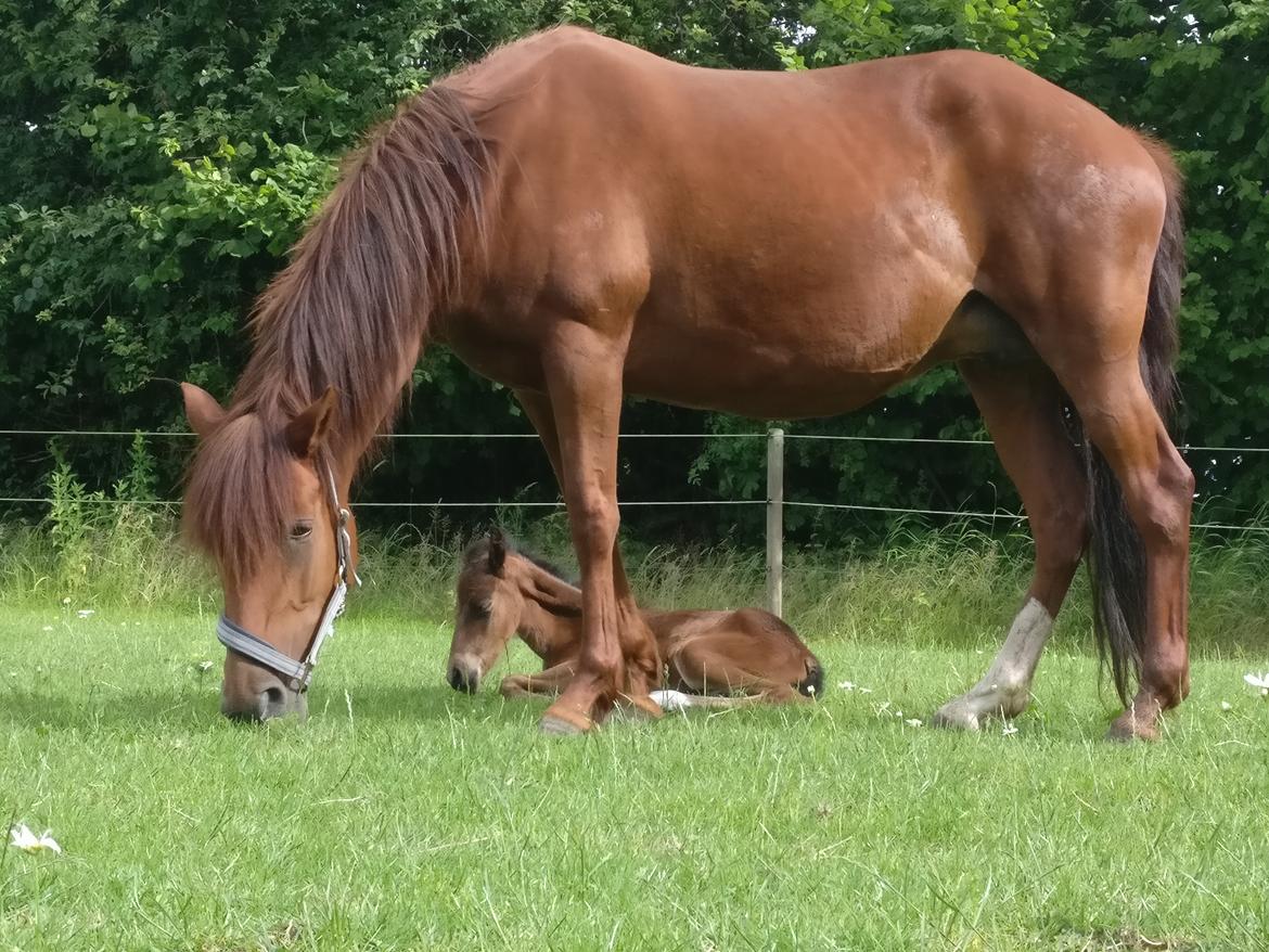 Paso-Peruanos Kinggardens Florita R.I.P. billede 10