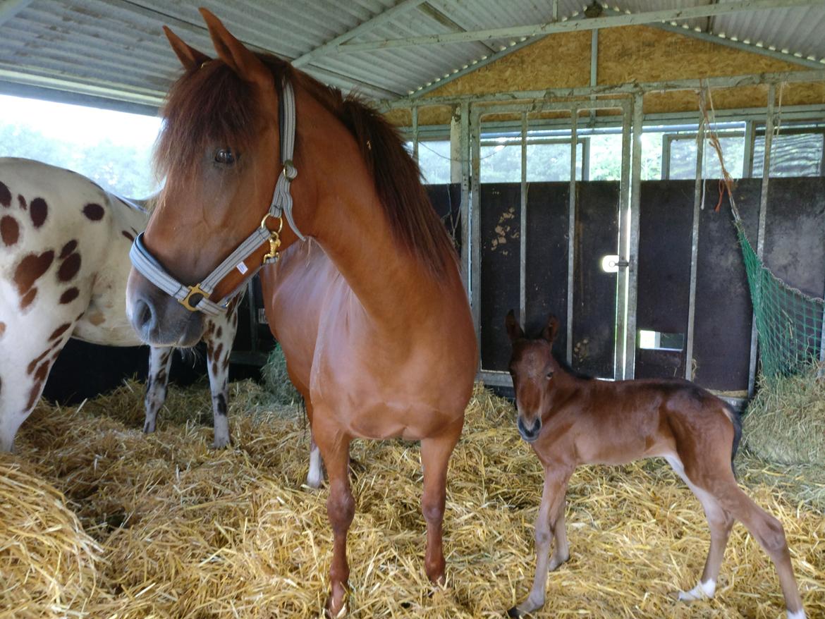 Paso-Peruanos Kinggardens Florita R.I.P. billede 18