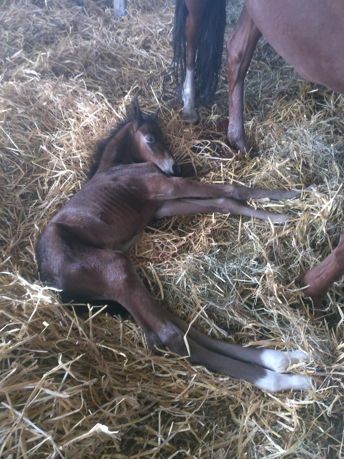 Paso-Peruanos Kinggardens Florita R.I.P. billede 19