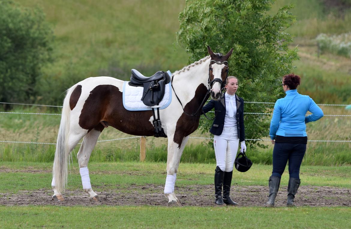 Pinto ALBERTO A KILA - Alberto 4 år lige efter første stævnetur - Millinge Rideklub LC1 billede 7