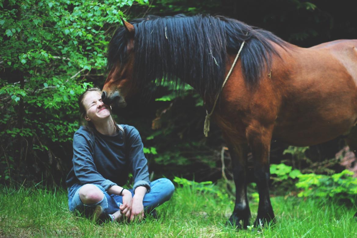 Welsh Mountain (sec A) Berthram - <3 billede 19