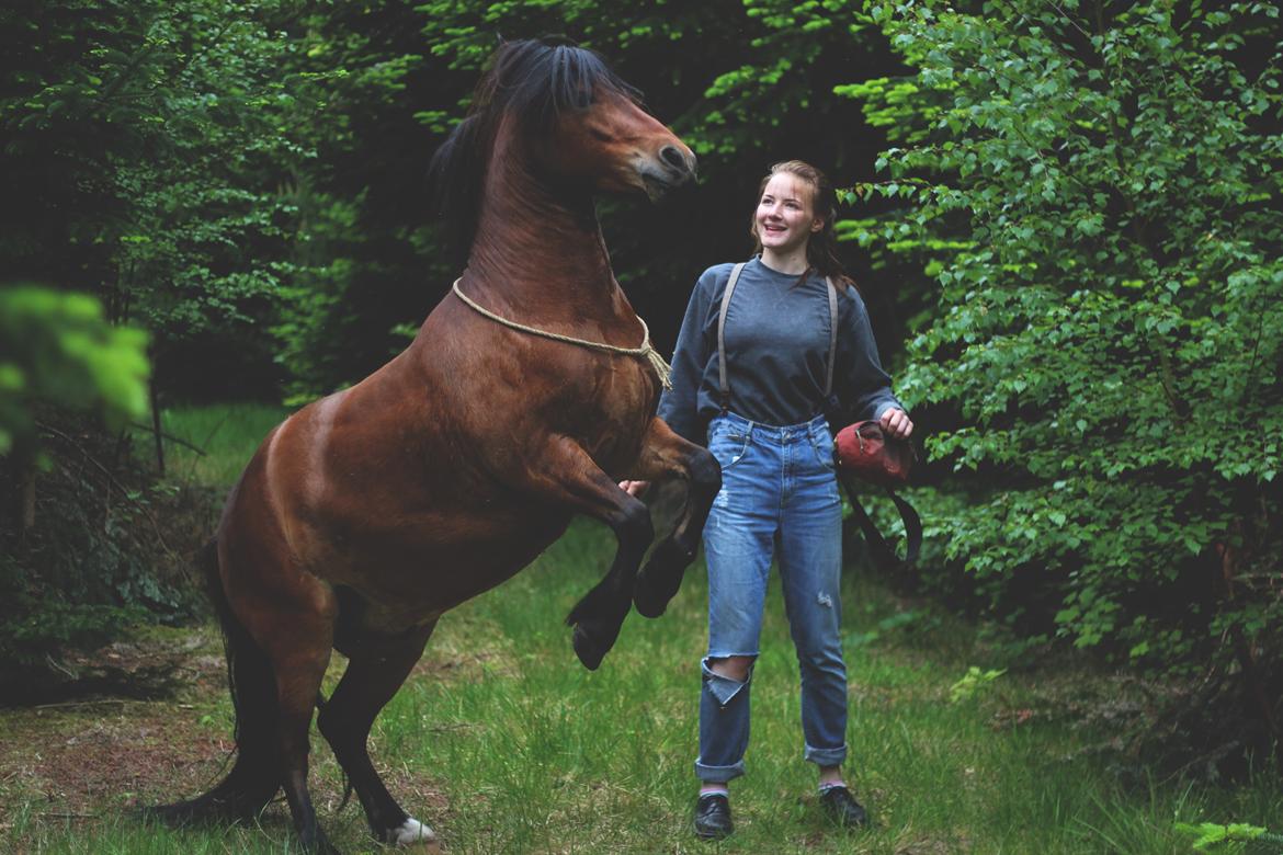 Welsh Mountain (sec A) Berthram - Tyksak på skovtur //sommer 2017// billede 20