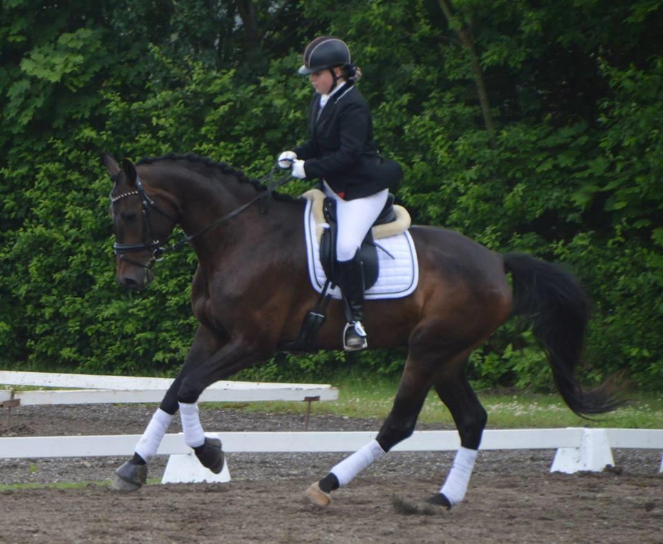 Dansk Varmblod Sieg zack billede 3