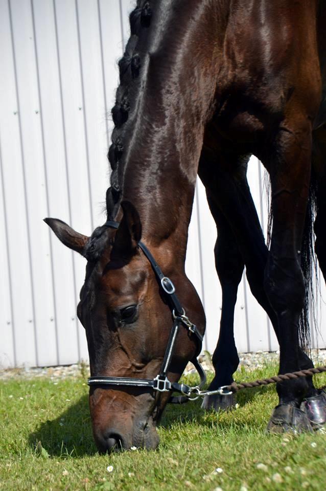 Dansk Varmblod Sieg zack billede 5