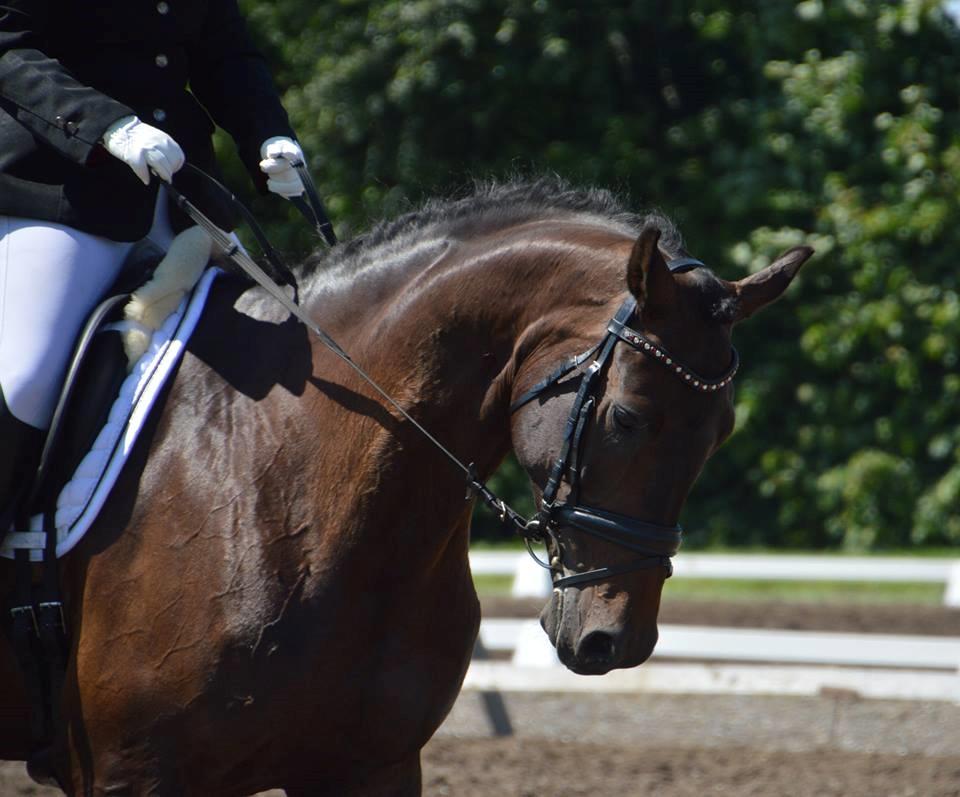 Dansk Varmblod Sieg zack billede 37