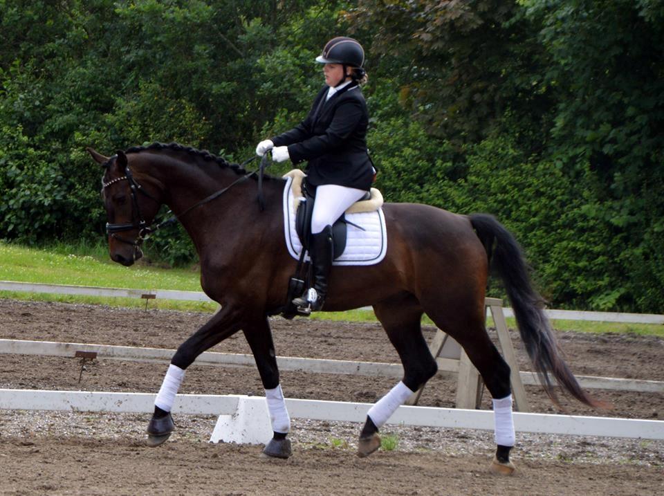 Dansk Varmblod Sieg zack billede 2