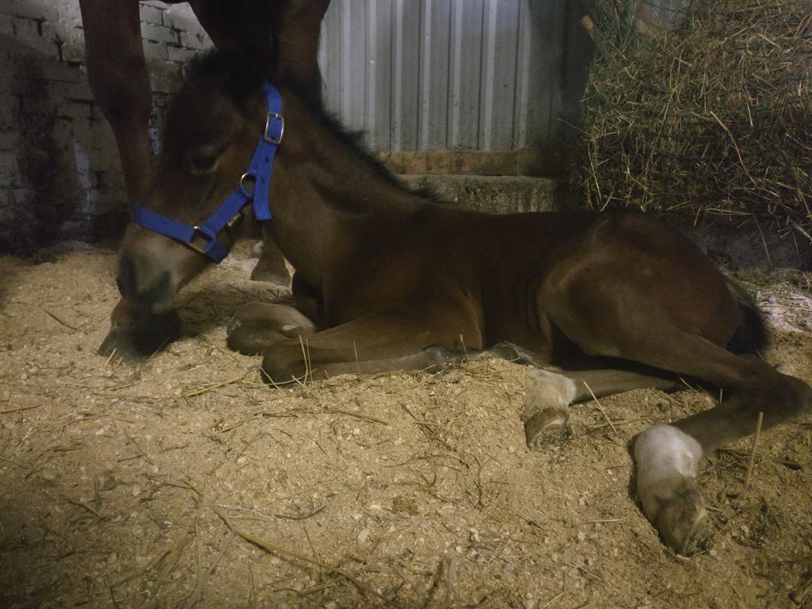 Paso-Peruanos Kinggardens Florita R.I.P. billede 20